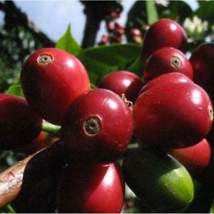 Profile picture for Coffee Real Ltd