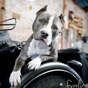 Profile picture for The Unexpected Pit Bull