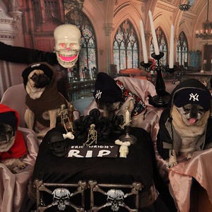 Profile picture for Bone Pugz
