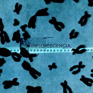 Profile picture for Inflorescencia Musica