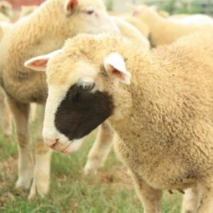 Profile picture for Sweet Stem Farm