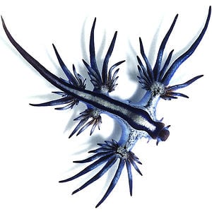 Profile picture for GlaucusResearch