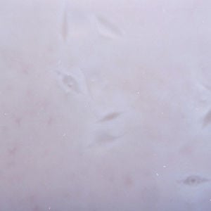 Profile picture for vika ushkanova