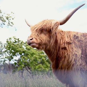 Profile picture for Apricot Lane Farms