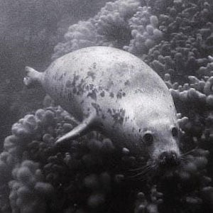 Profile picture for stray seal