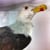 predatory bird