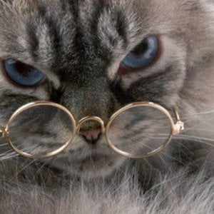 Profile picture for Kat Shamash