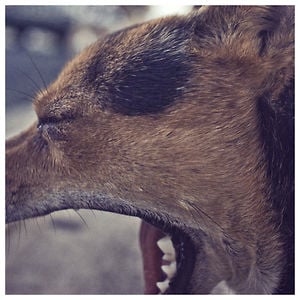 Profile picture for Jakob Steen