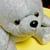 CashmereBear