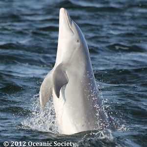 Profile picture for BelizeBottlenoseDolphinProject