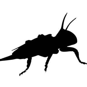 Profile picture for Grasshopper Philms