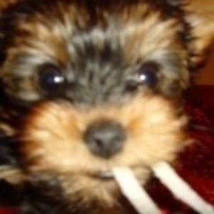 Profile picture for Reddiggowa