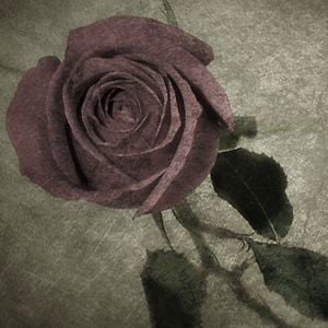 Profile picture for Roses of Mumbai