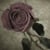 Roses of Mumbai