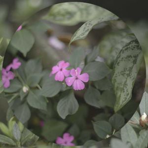 Profile picture for Adela Pantin