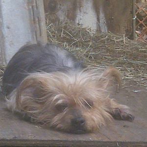 Profile picture for Hearts For Animals Inc