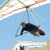 Jesper Hassing