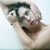 samuel delesque