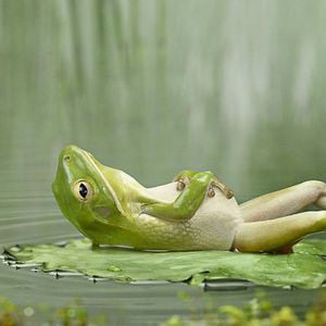 Profile picture for Frogspawn Creative Limited