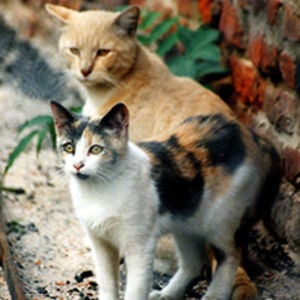Profile picture for Neighborhood Cats
