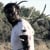 Andy Fehu