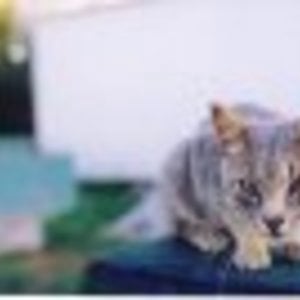 Profile picture for fatcatsss