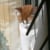 Happy Cat
