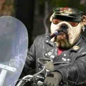 Profile picture for OLD DOG