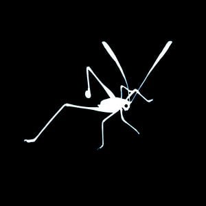Profile picture for Little Cricket