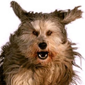 Profile picture for Hajur-Kaka