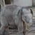MrElephant
