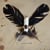 Eye of the Crow