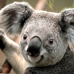 Profile picture for 500qin