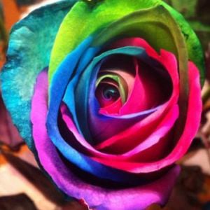 Profile picture for staralrose