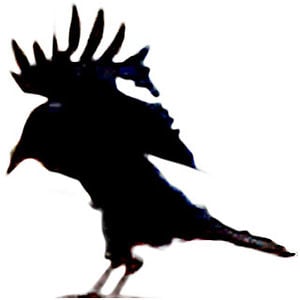 Profile picture for peter bill