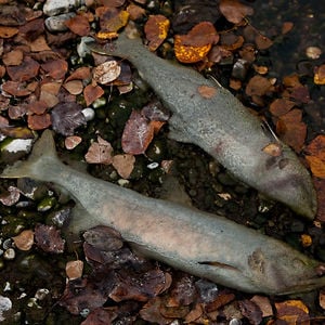 Profile picture for Stinky Waders