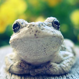 Profile picture for Slapfoot