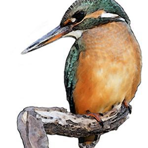 Profile picture for elreypescador.com