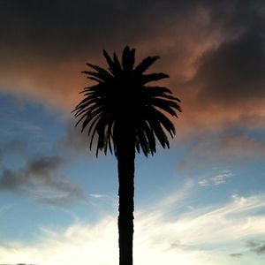 Profile picture for Sam Goldie