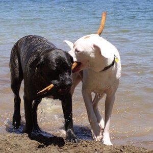 Profile picture for Mtn Dogs