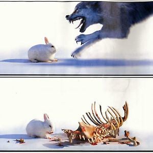 Profile picture for Woolf + Lapin
