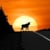Crossing Moose