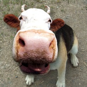 Profile picture for Dog Cow