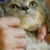 meekob