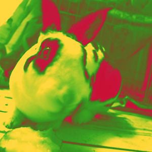 Profile picture for Jose Miguel Ñiquen
