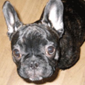 Profile picture for Francuski Pocałunek