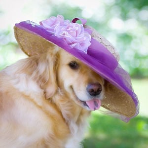 Profile picture for Very ViVi
