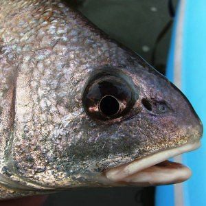 Profile picture for fishbeer