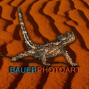 Profile picture for BAUER PHOTO ART