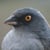 Ordinary Extraordinary Junco